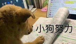 网红吃瓜狗子是谁啊图片,揭秘网络红人的萌宠魅力